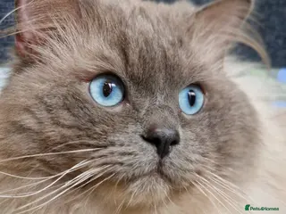 Ragdoll cats Amazingly Forward Chunky Confident Ragdoll Babies - Advert 3