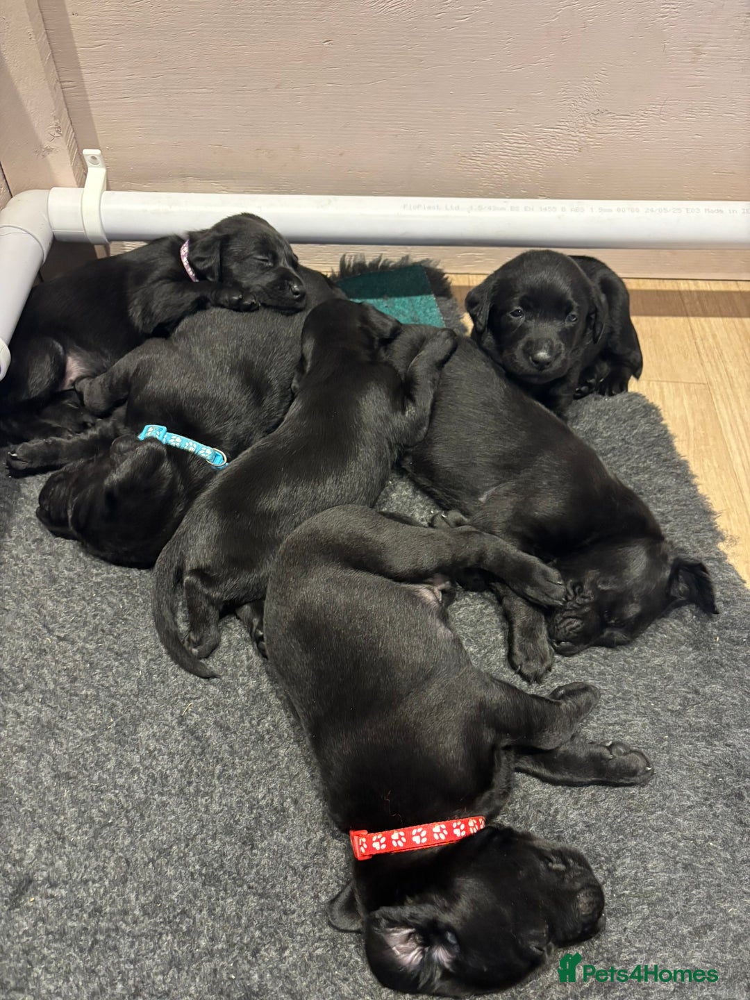 Mixed Breed dogs for sale: Black Lab x GSP puppies for sale - Image 9