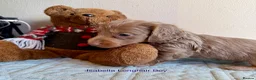 Miniature Dachshund dogs for sale: Four Beautiful Miniature Dachshund Puppies - Advert 15