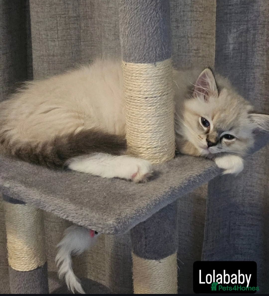 Ragdoll cats for sale: Stunning registered seal tabby ragdoll GC lines - Image 13