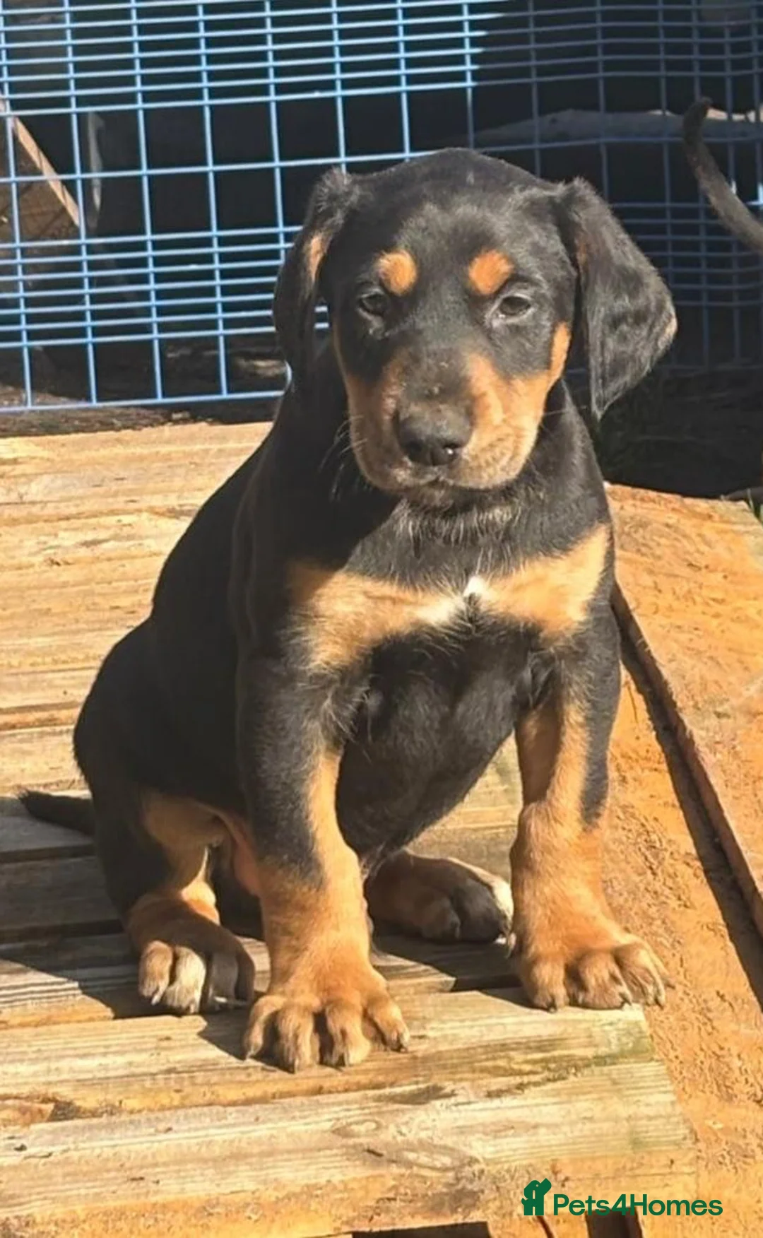 Mixed Breed dogs for sale: Lurcher x dobermen in Doncaster - Advert 25