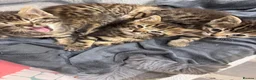 Bengal cats for sale: One boy and three girls  - Advert 3