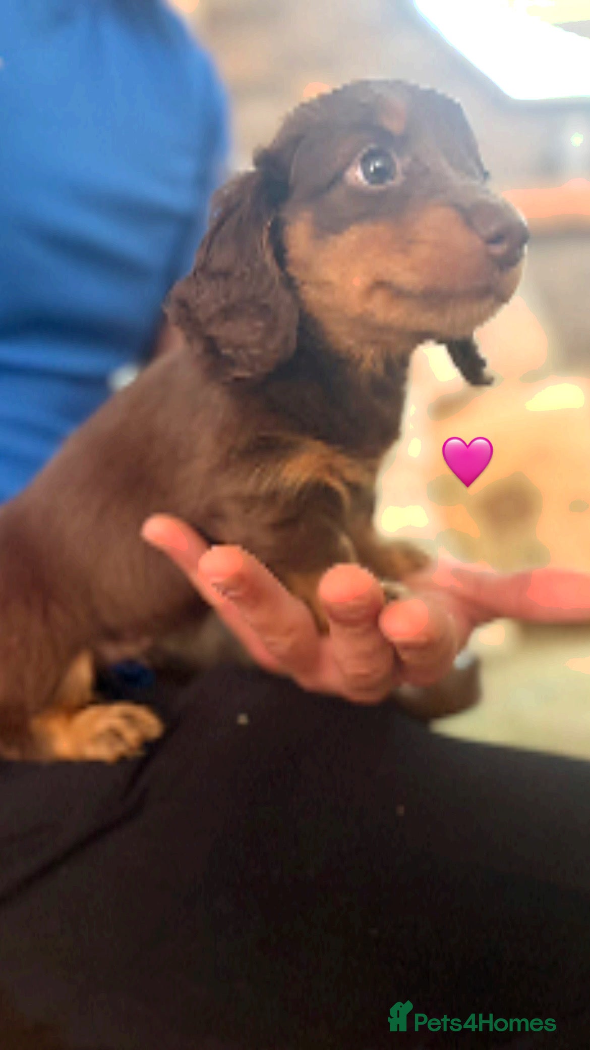 Miniature Dachshund dogs Longhaired stunning miniature Daschunds - Advert 3