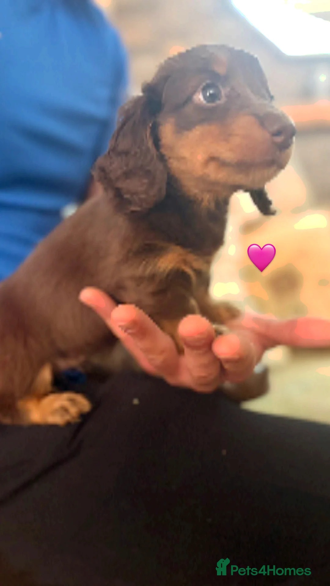 Miniature Dachshund dogs for sale: Longhaired stunning miniature Daschunds - Advert 12