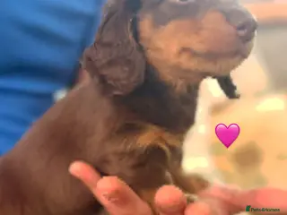 Miniature Dachshund dogs Longhaired stunning miniature Daschunds - Advert 3