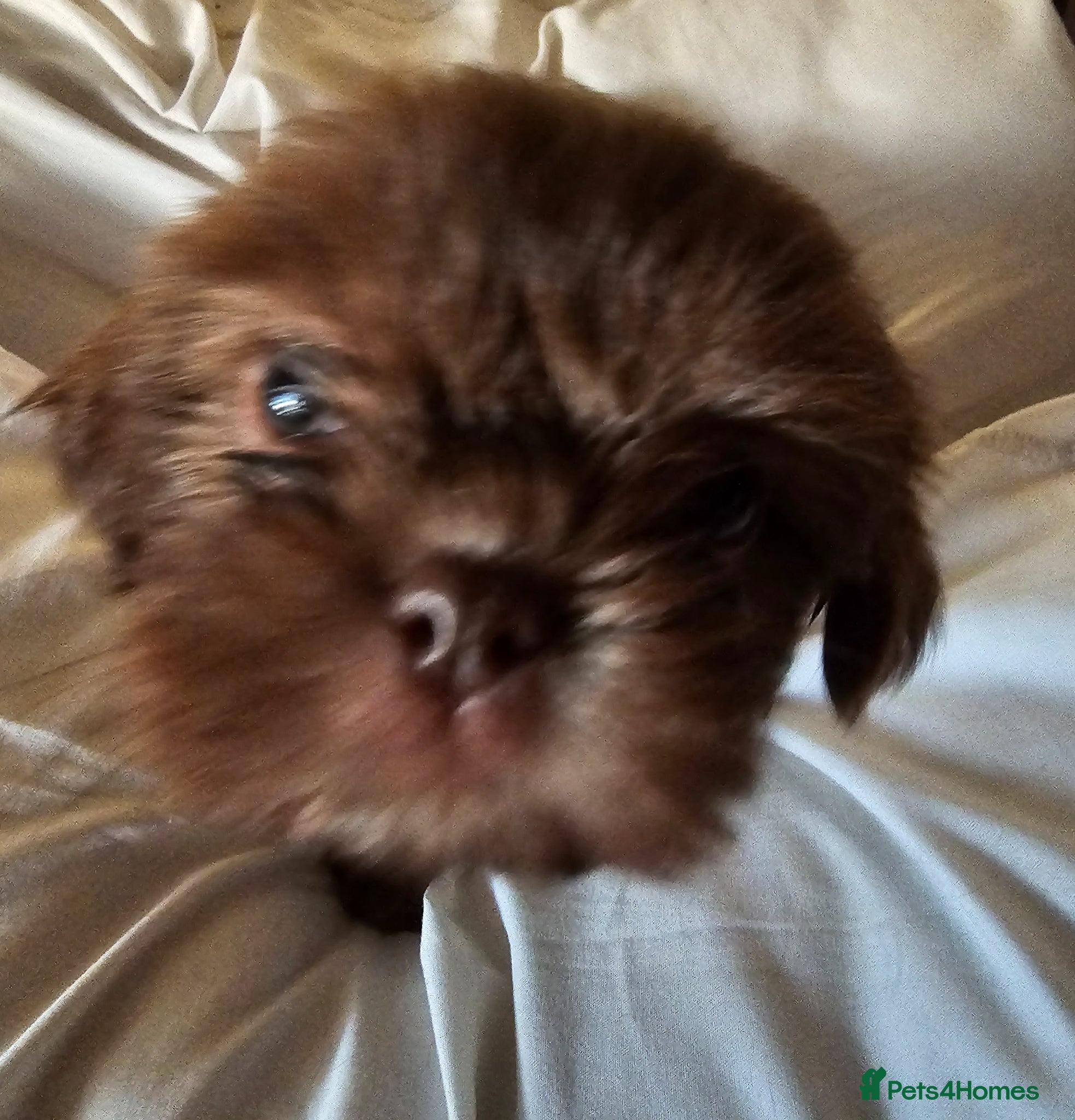 Shih Tzu dogs for sale: Choc Liver Shih Tzu puppies - Advert 10