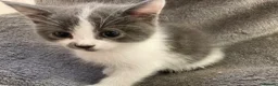 Mixed Breed cats for sale: Beautiful part British blue shorthair kittens  - Advert 8