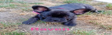 Black & lilac girl- Raven