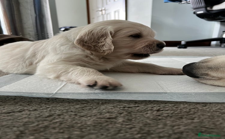 Golden Retriever dogs - Advert 1