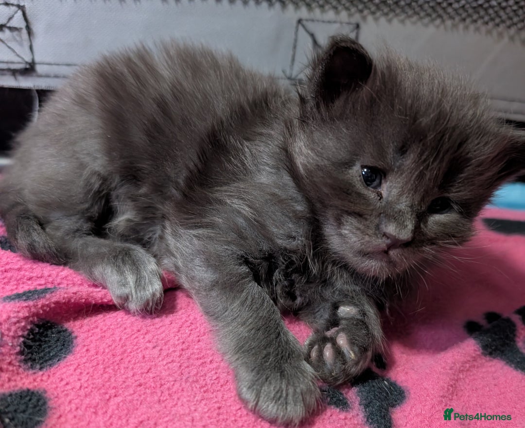 Maine Coon cats for sale: Stunning GCCF registered Maine Coon Kittens  - Advert 16