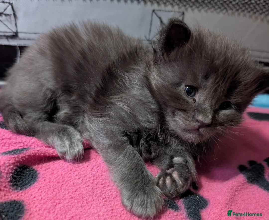 Maine Coon cats for sale: Stunning GCCF registered Maine Coon Kittens  - Advert 16
