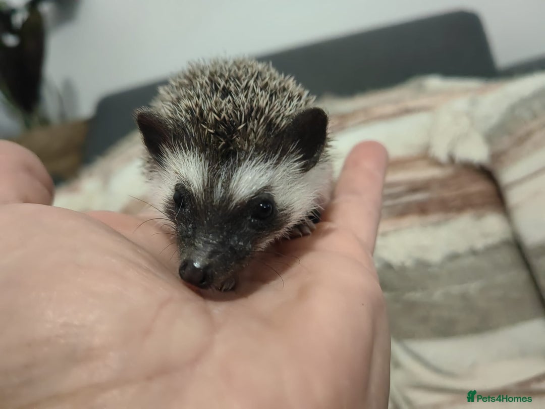 Pygmy Hedgehog rodents for sale: Beautiful male african pygmy hedgehog  - Image 5