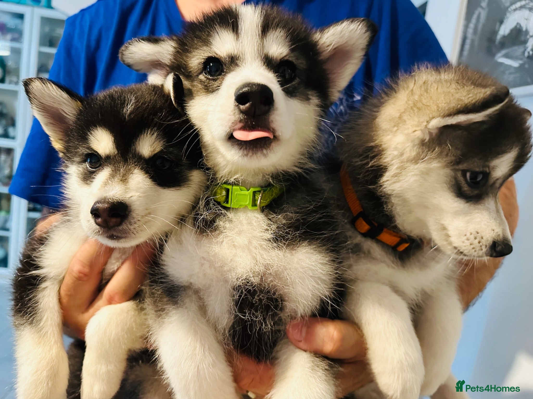 Pomsky dogs READY LAST 2 PUPPY F4  - Advert 11