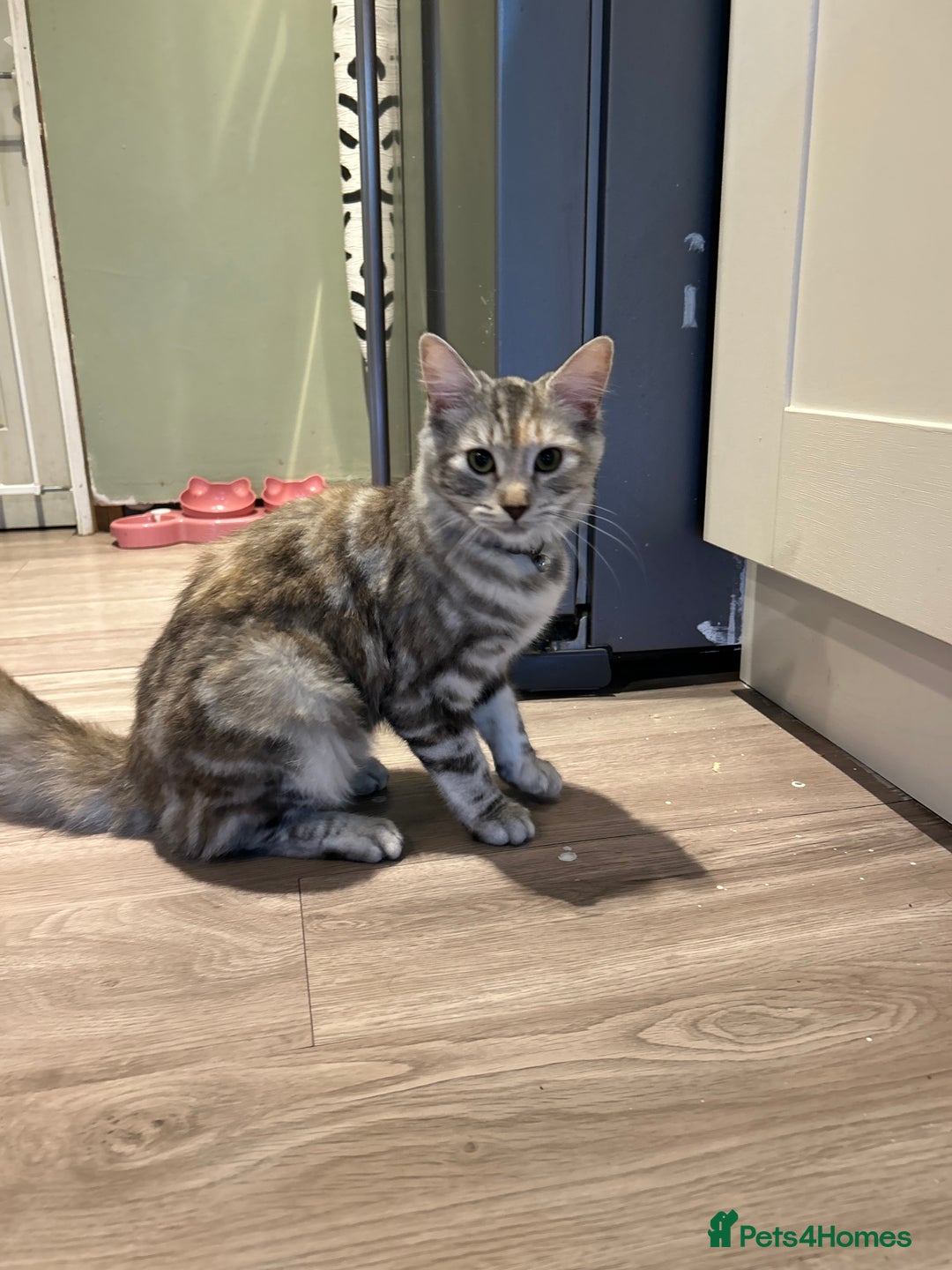 Mixed Breed cats for sale: Beautiful mixed breed girl for sale - Advert 2