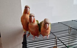 Conures birds for sale: Beautiful fully hand reared conure baby's  - Image 13