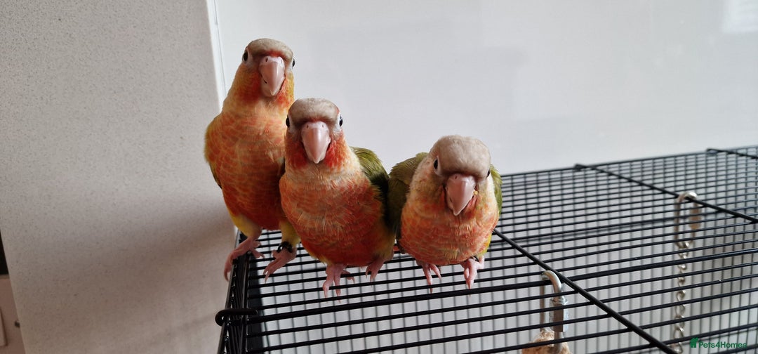 Conures birds for sale: Beautiful fully hand reared conure baby's  - Image 13