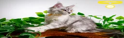 Maine Coon cats for sale: Stunning Maine Coon Kittens Ready - Advert 2