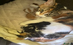 Domestic Shorthair cats for sale: Kittens  - Image 9