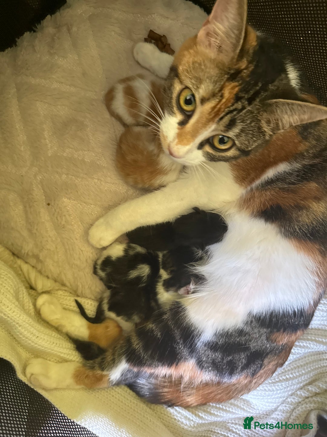Domestic Shorthair cats for sale: Kittens  - Image 9