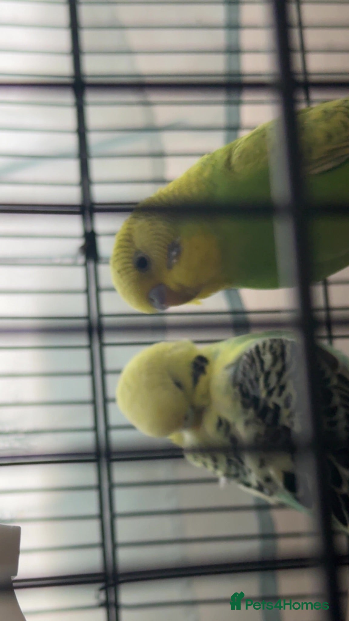 Budgerigars birds 2 budgies - Advert 3