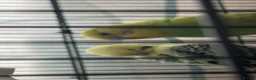 Budgerigars birds for sale: 2 budgies - Advert 1