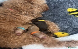 Cockapoo dogs for sale: Beautiful Cockapoo pups ready 22/11/2025 - Image 4