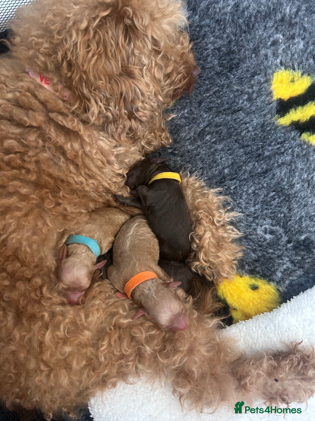 Cockapoo dogs for sale: Beautiful Cockapoo pups ready 22/11/2025 - Image 4