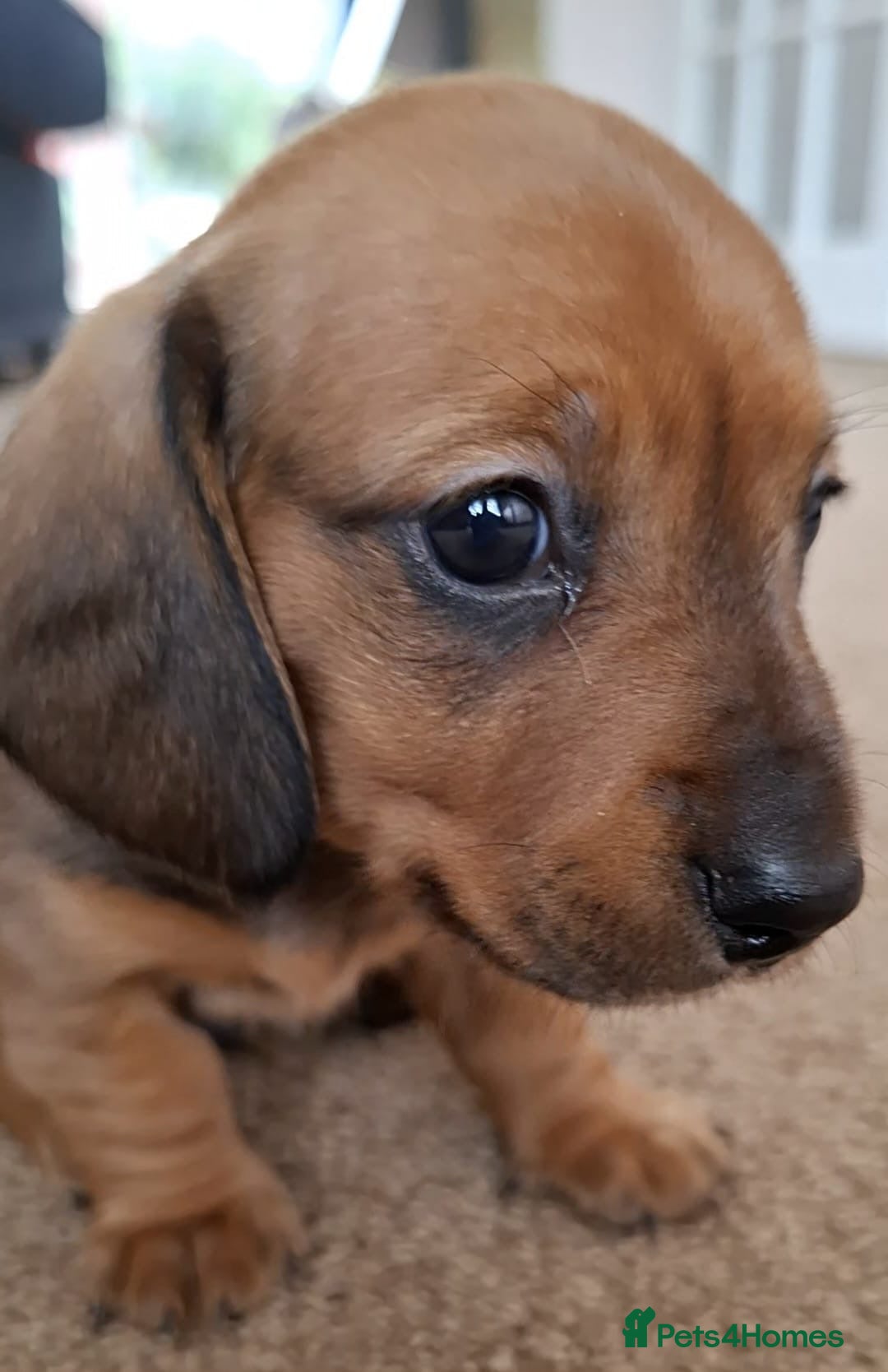 Miniature Dachshund dogs for sale: Miniature Dachshund Pups  in Banbury - Image 18
