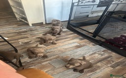 Labrador Retriever dogs for sale: Silver labradors *READY TO LEAVE* - Image 8
