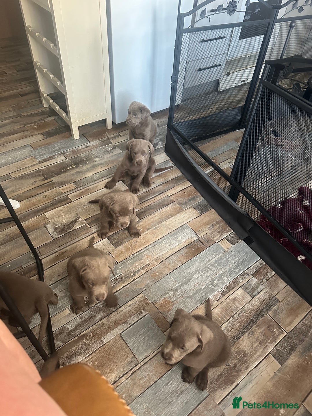 Labrador Retriever dogs for sale: Silver labradors *READY TO LEAVE* - Image 8