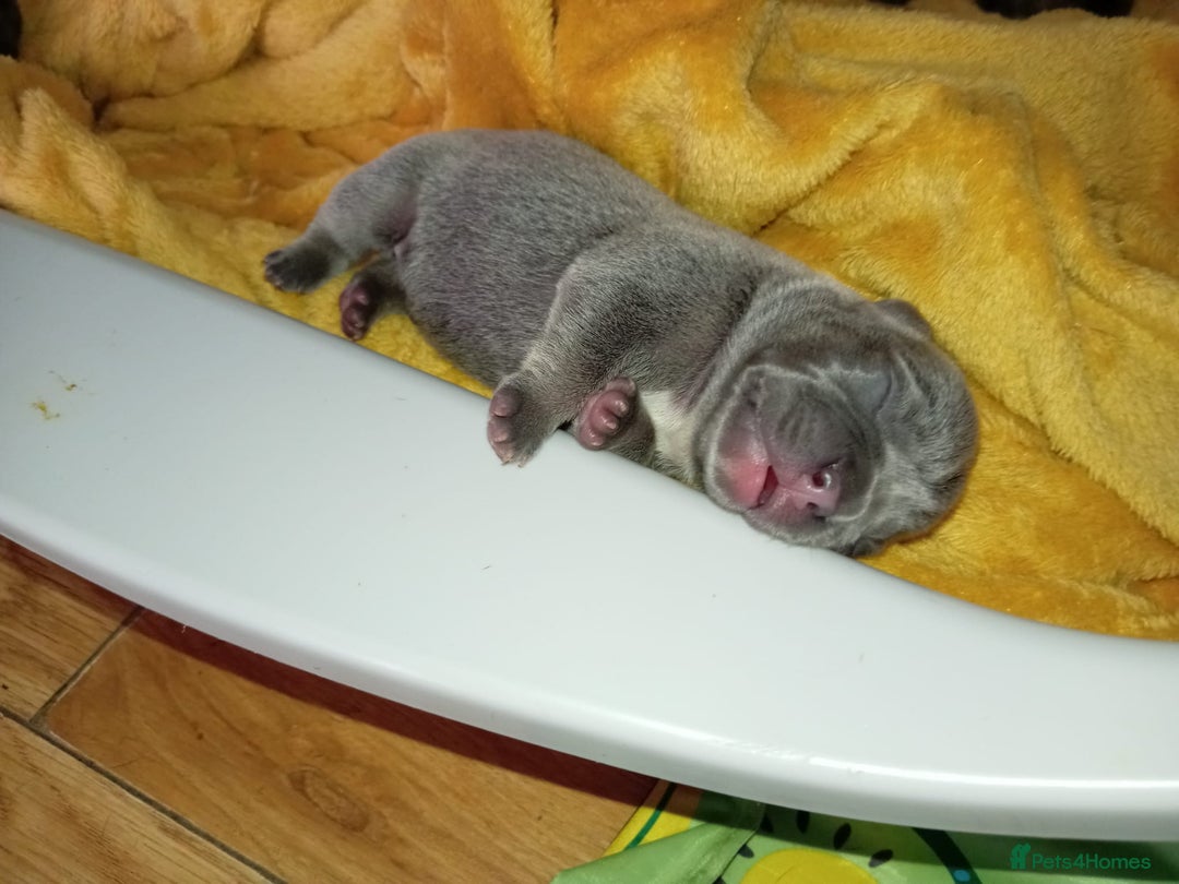 French Bulldog dogs for sale: 🐾 Adorable French Bulldog Puppies for Sale 🐾 - Image 7