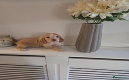Cocker Spaniel dogs for sale: Stunning gold working cocker spaniel puppies!! - Image 9