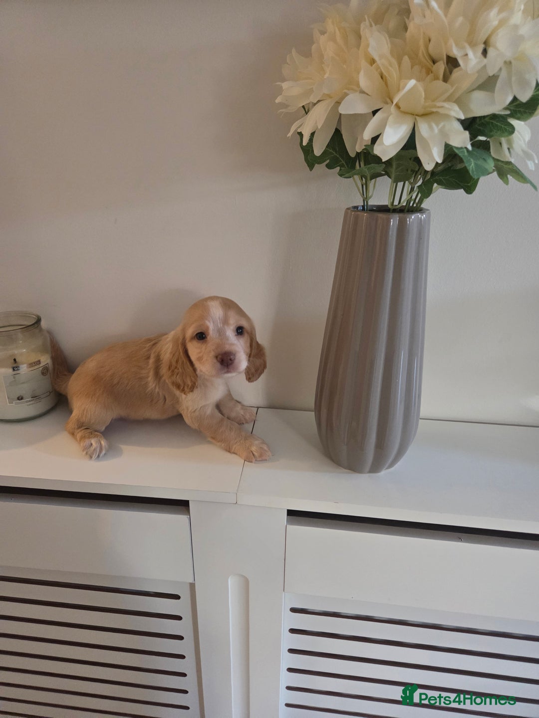 Cocker Spaniel dogs for sale: Stunning gold working cocker spaniel puppies!! - Image 9