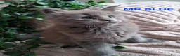 Maine Coon cats for sale: 3 Beautiful Maine coons  - Advert 21