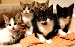 Mixed Breed cats for sale: 5 Gorgeous & Playful Kittens - Image 1