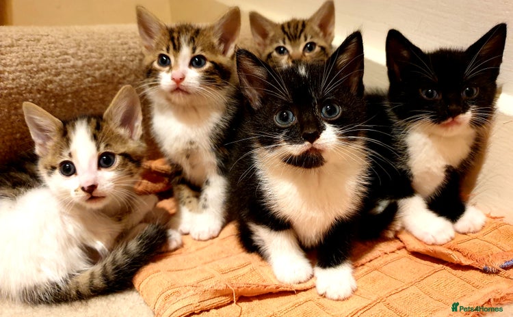 Mixed Breed cats - Advert 5