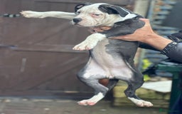 American Bulldog dogs for sale: Last Female American bulldog puppy left - Image 4