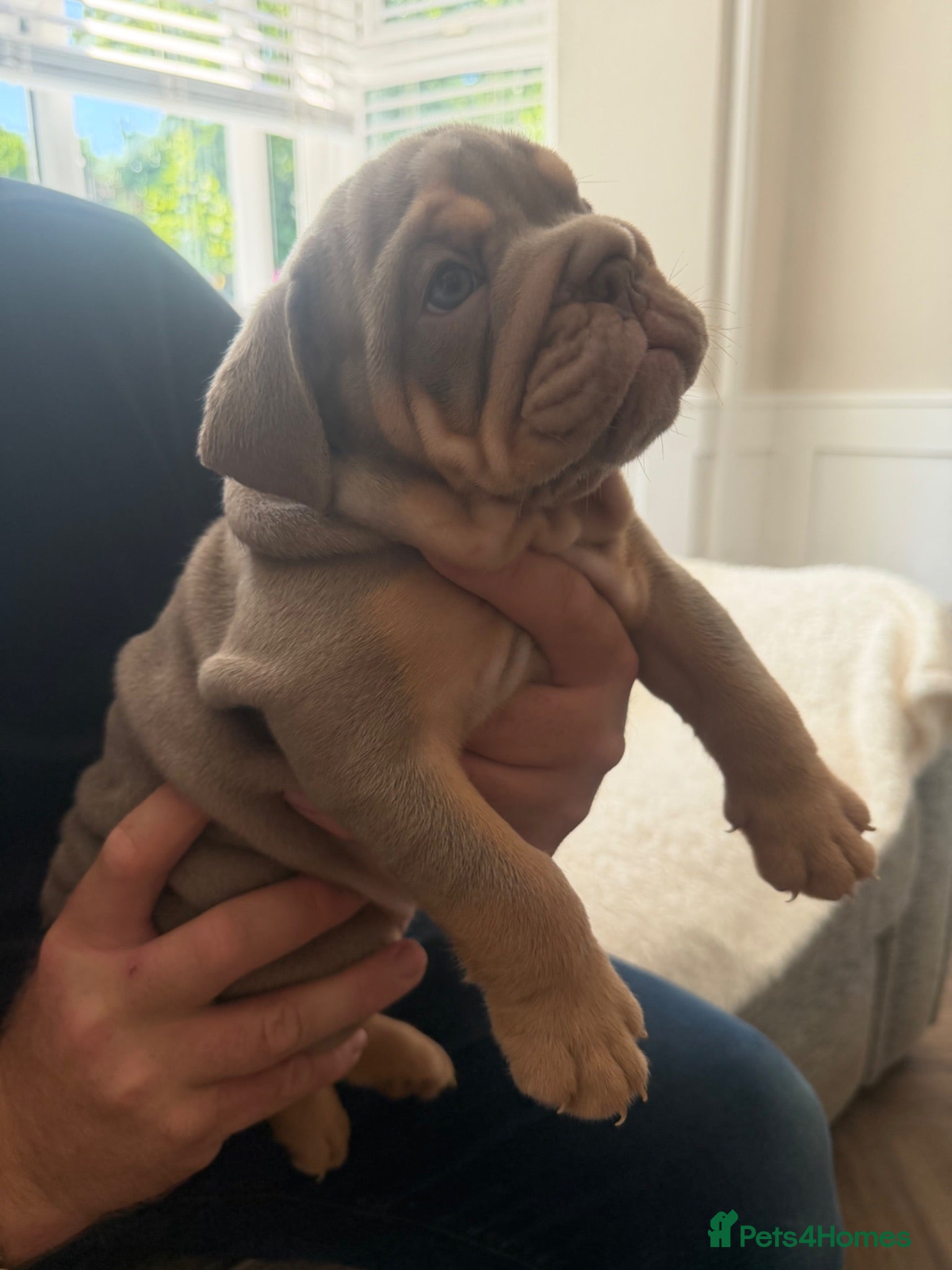 English Bulldog dogs !! Ready to leave Friday English Bulldog puppy’s ! - Advert 12