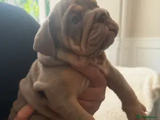 English Bulldog dogs !! Ready to leave Friday English Bulldog puppy’s ! - Advert 12