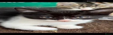 Domestic Shorthair 5