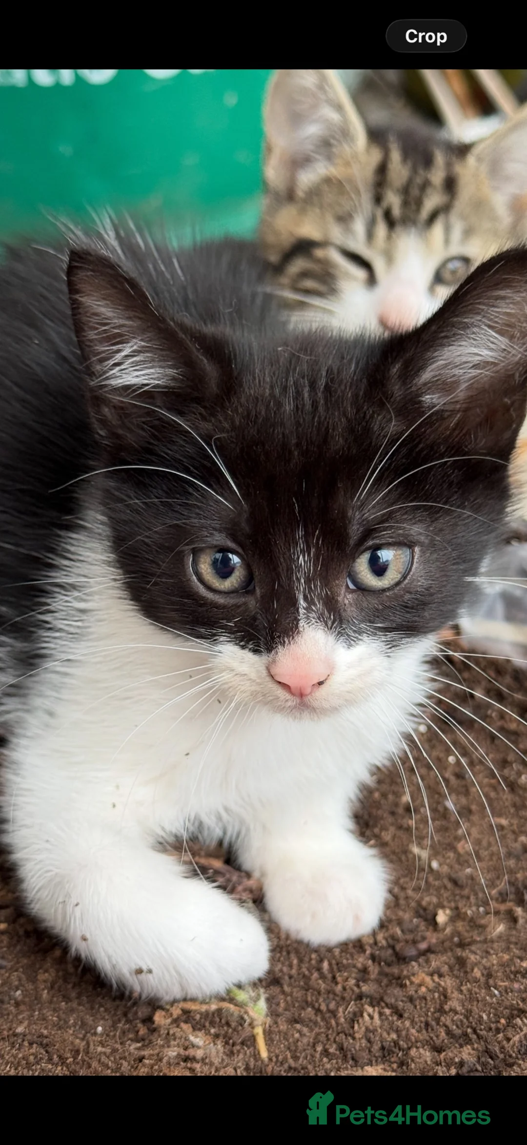 Domestic Shorthair cats for sale: 6 beautiful kittens - Advert 2