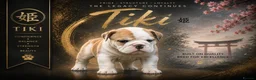 Mixed Breed dogs for sale: Olde English bulldog pups Health tested parents  - Advert 14