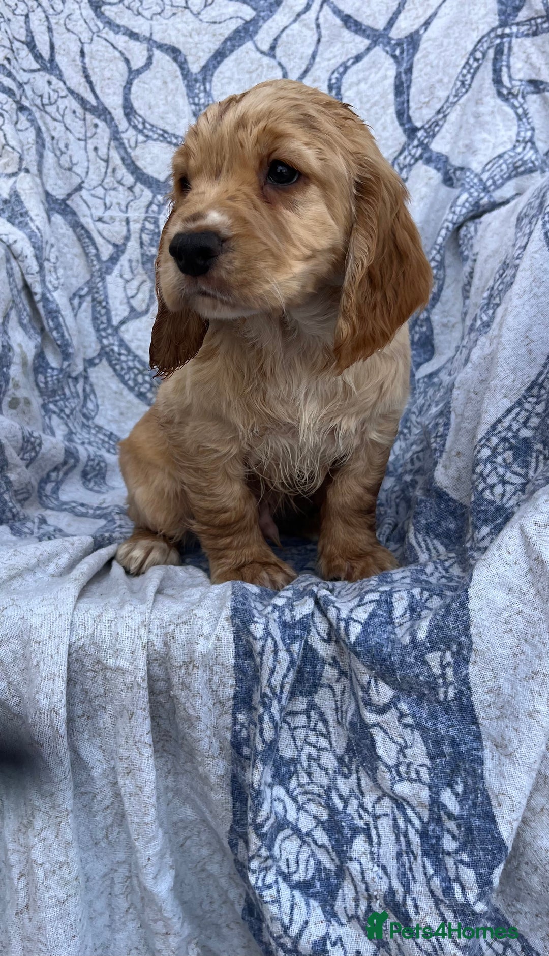 Cocker Spaniel dogs for sale: FULLY VACCINATED working cocker spaniel puppies  in Ashford - Image 1