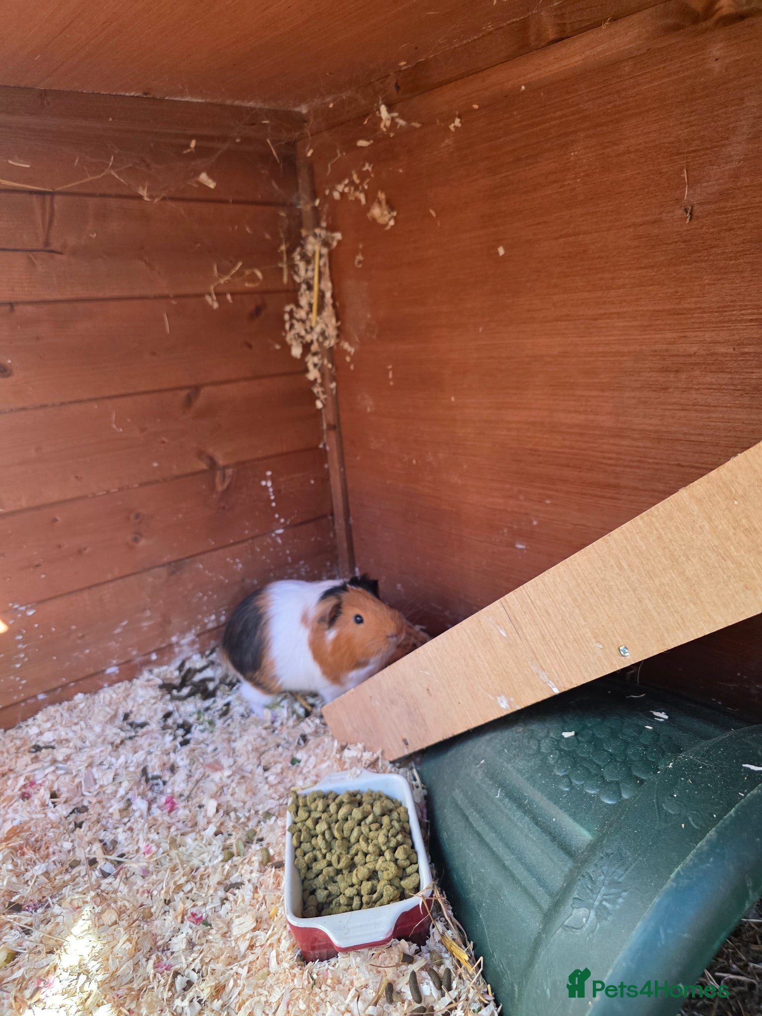 Guinea Pig rodents Male guinea pigs  - Advert 1