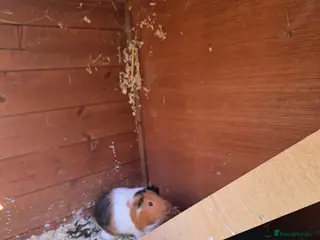 Guinea Pig rodents Male guinea pigs - Advert 1