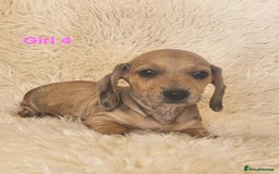 Miniature Dachshund dogs for sale: 6 adorable miniature dashund puppy’s  - Image 10