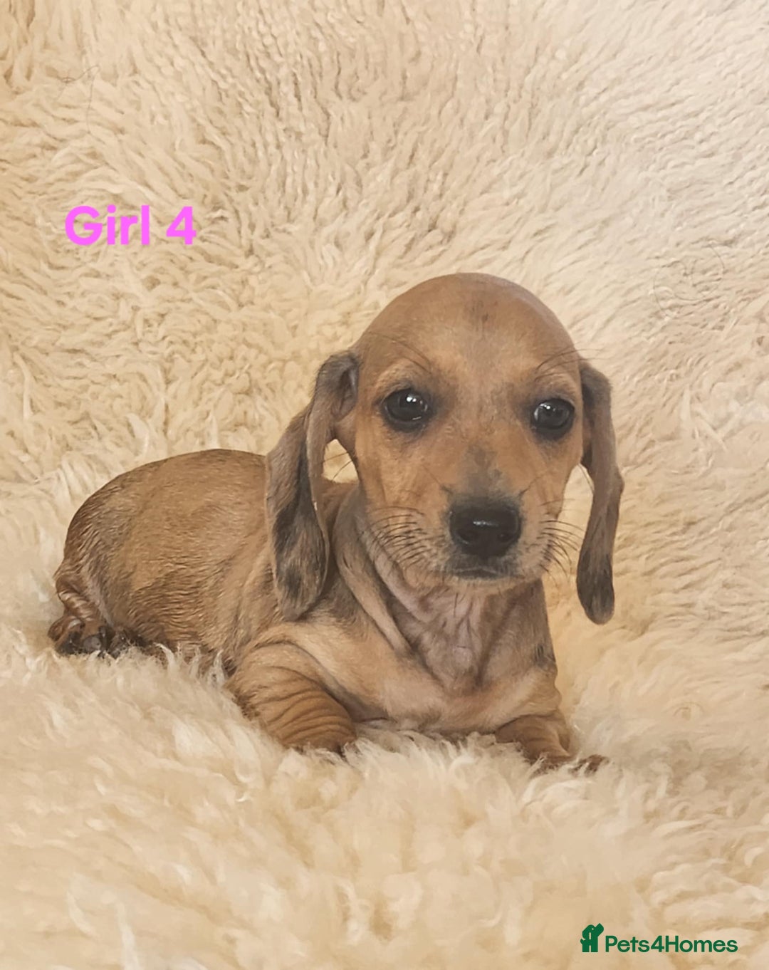 Miniature Dachshund dogs for sale: 6 adorable miniature dashund puppy’s  - Image 10