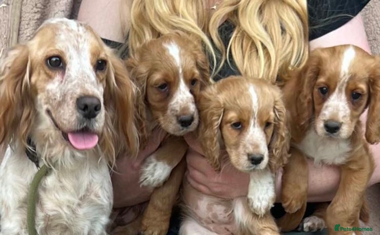 Cocker Spaniel dogs - Advert 14