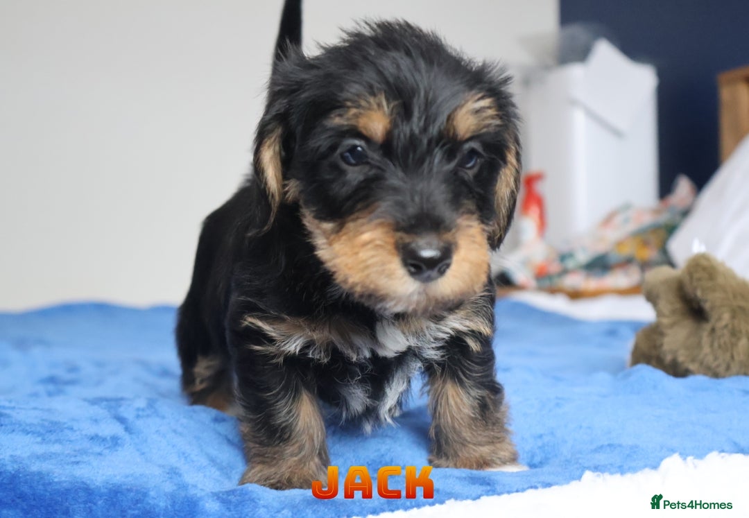Mixed Breed dogs for sale: Parson Russell Cross Puppies  - Image 18