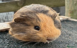 Guinea Pig rodents for sale: Beautiful baby guinea pigs - Advert 2